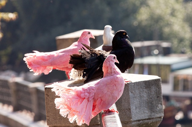 其中之一 其中之一