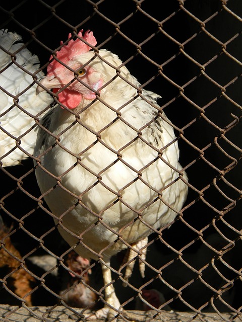 葡萄牙國家隊歷屆世界杯戰績.